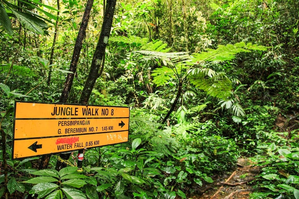 From Kuala Lumpur: Full-Day Taman Negara National Park photo 7
