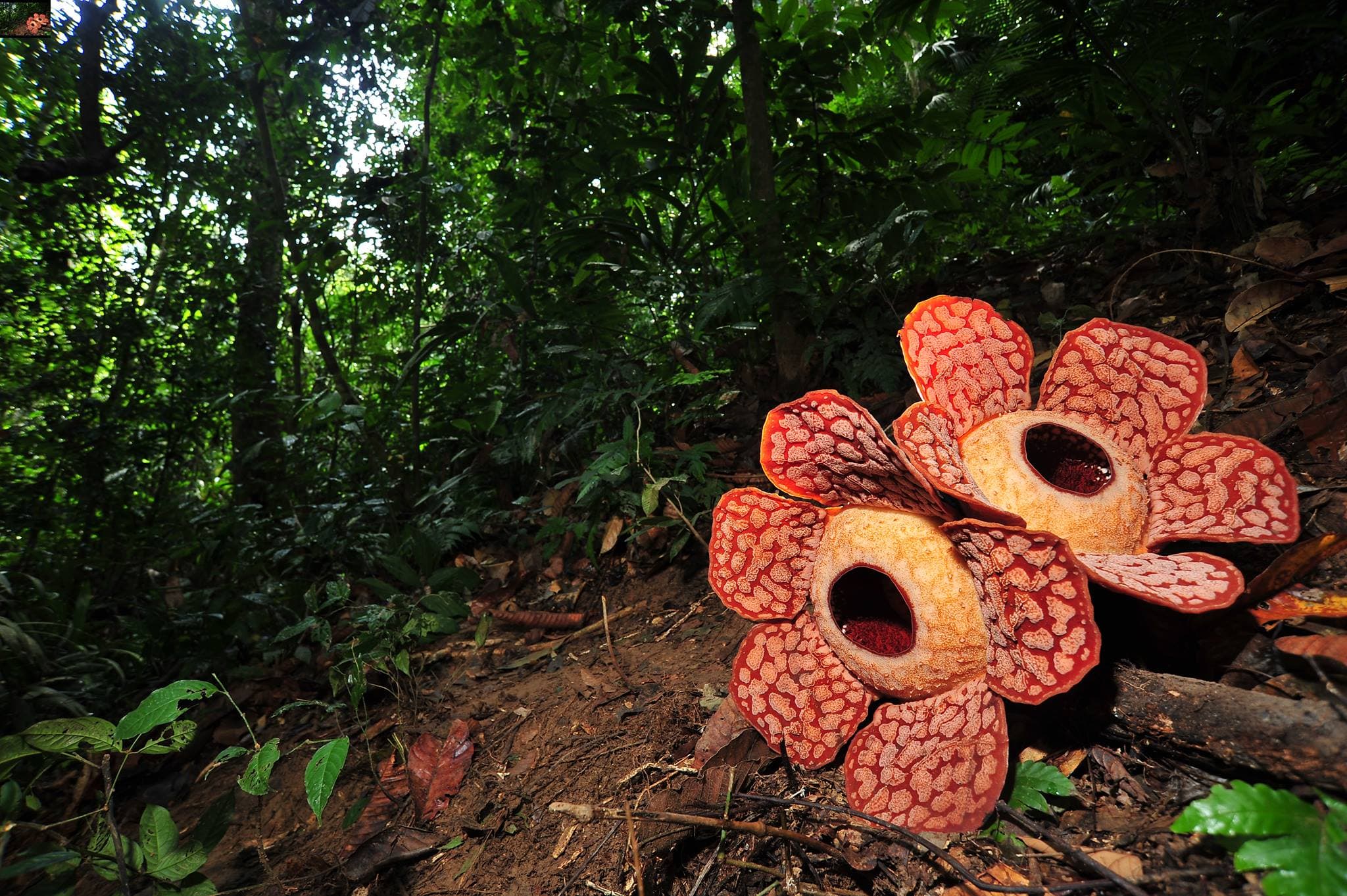 From Kuala Lumpur: Full-Day Taman Negara National Park photo 6