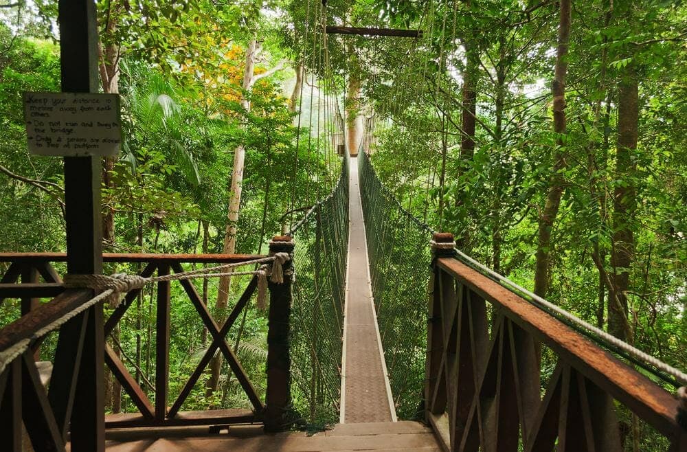 From Kuala Lumpur: Full-Day Taman Negara National Park photo 1
