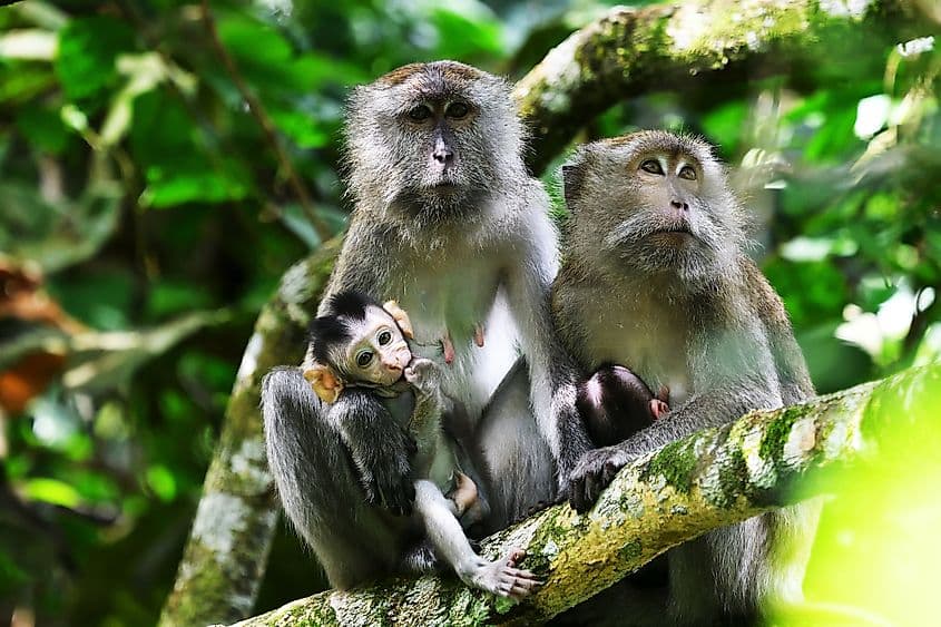From Kuala Lumpur: Full-Day Taman Negara National Park photo 4